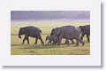 Asian Elephant