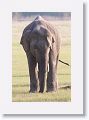Asian Elephant