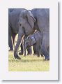 Asian Elephant