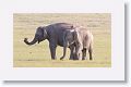 Asian Elephant