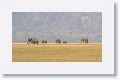 Asian Elephant