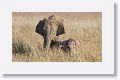 Asian Elephant