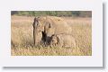 Asian Elephant