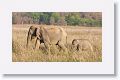 Asian Elephant
