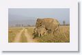 Asian Elephant