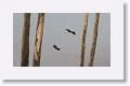 Woolly-necked Stork