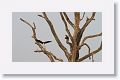 Woolly-necked Stork