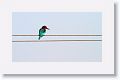 White-throated Kingfisher