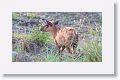 Kakar or Barking Deer