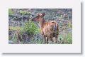 Kakar or Barking Deer