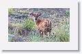 Kakar or Barking Deer