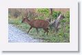 Kakar or Barking Deer