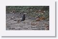 Blue Whistling Thrush