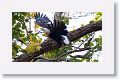 Palla's Fish Eagle