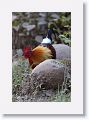 Red Junglefowl