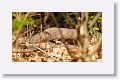 Indian grey mongoose