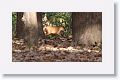 Kakar or Barking Deer