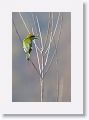 Green Bee-eater