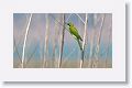 Green Bee-eater