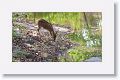Spotted deer (Chital)