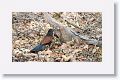 Southern Coucal