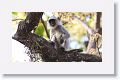 Hanuman Langur