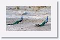 Indian Peafowl