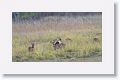 Lesser Adjutant with Spotted Deer