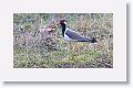 Red-wattled Lapwing