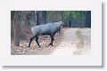 Blue Bull (Nilgai)