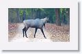 Blue Bull (Nilgai)
