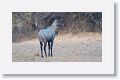 Blue Bull (Nilgai)