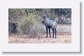 Blue Bull (Nilgai)