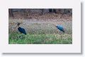 Lesser Adjutant