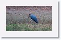 Lesser Adjutant