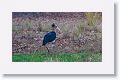 Lesser Adjutant