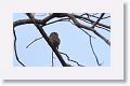 Jungle Owlet