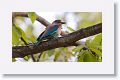 Indian Roller