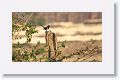 Oriental Magpie Robin
