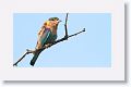 Indian Roller