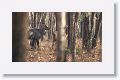 Blue Bull (Nilgai)