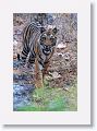 First sub-adult Tiger at Nigahi Nala