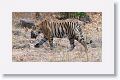 First sub-adult Tiger leaves Nigahi Nala