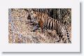 First sub-adult Tiger leaves Nigahi Nala