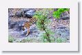 Adult female Tiger leaves Nigahi Nala
