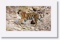 Adult female Tiger leaves Nigahi Nala