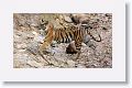 Adult female Tiger leaves Nigahi Nala