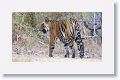 Adult female Tiger leaves Nigahi Nala