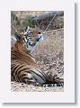 Adult female Tiger leaves Nigahi Nala