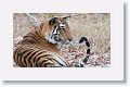 Adult female Tiger leaves Nigahi Nala